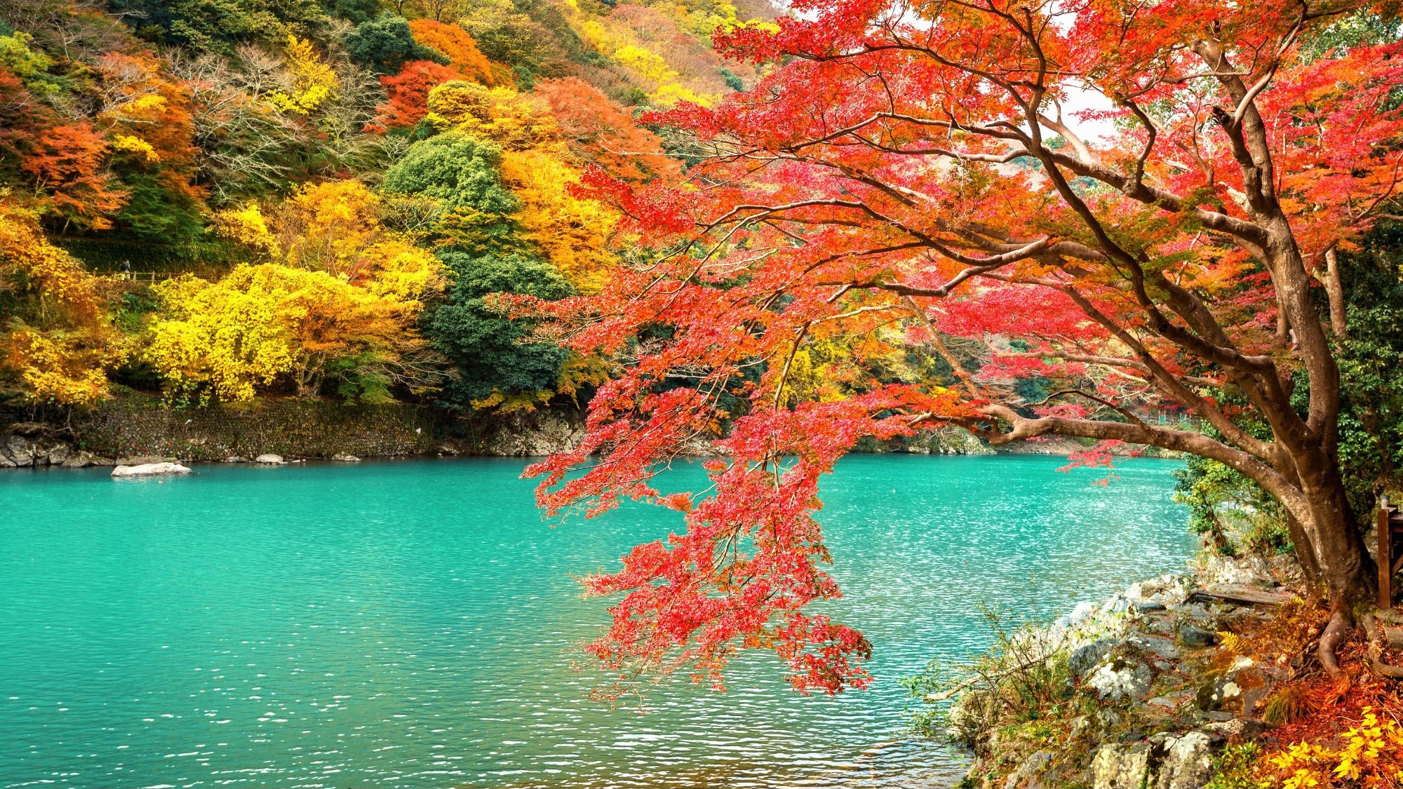 วิวอาราชิยามะ (Arashiyama) เกียวโต ต้นไม้ใบไม้แดงและเหลืองตัดกับสายน้ำสีฟ้าใสในฤดูใบไม้ร่วงญี่ปุ่น
