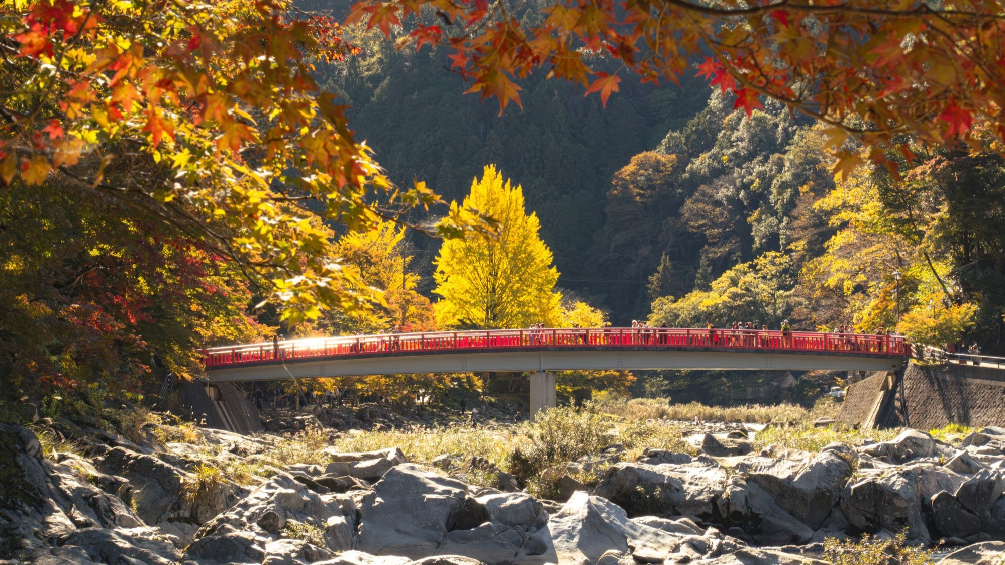 สะพานสีแดงที่หุบเขาโครังเค (Korankei Gorge) จังหวัดไอจิ รายล้อมด้วยใบไม้เปลี่ยนสีเหลือง แดง ส้ม ในฤดูใบไม้ร่วงญี่ปุ่น