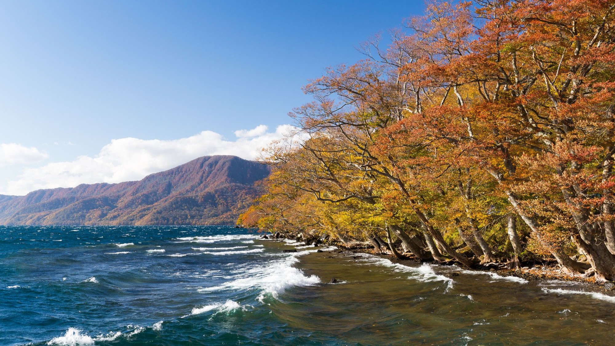 วิวทะเลสาบโทวาดะ (Lake Towada) โทโฮกุ ญี่ปุ่น ต้นไม้ริมฝั่งเปลี่ยนสีแดงส้มเหลืองในฤดูใบไม้ร่วงตัดกับน้ำสีฟ้าเข้ม
