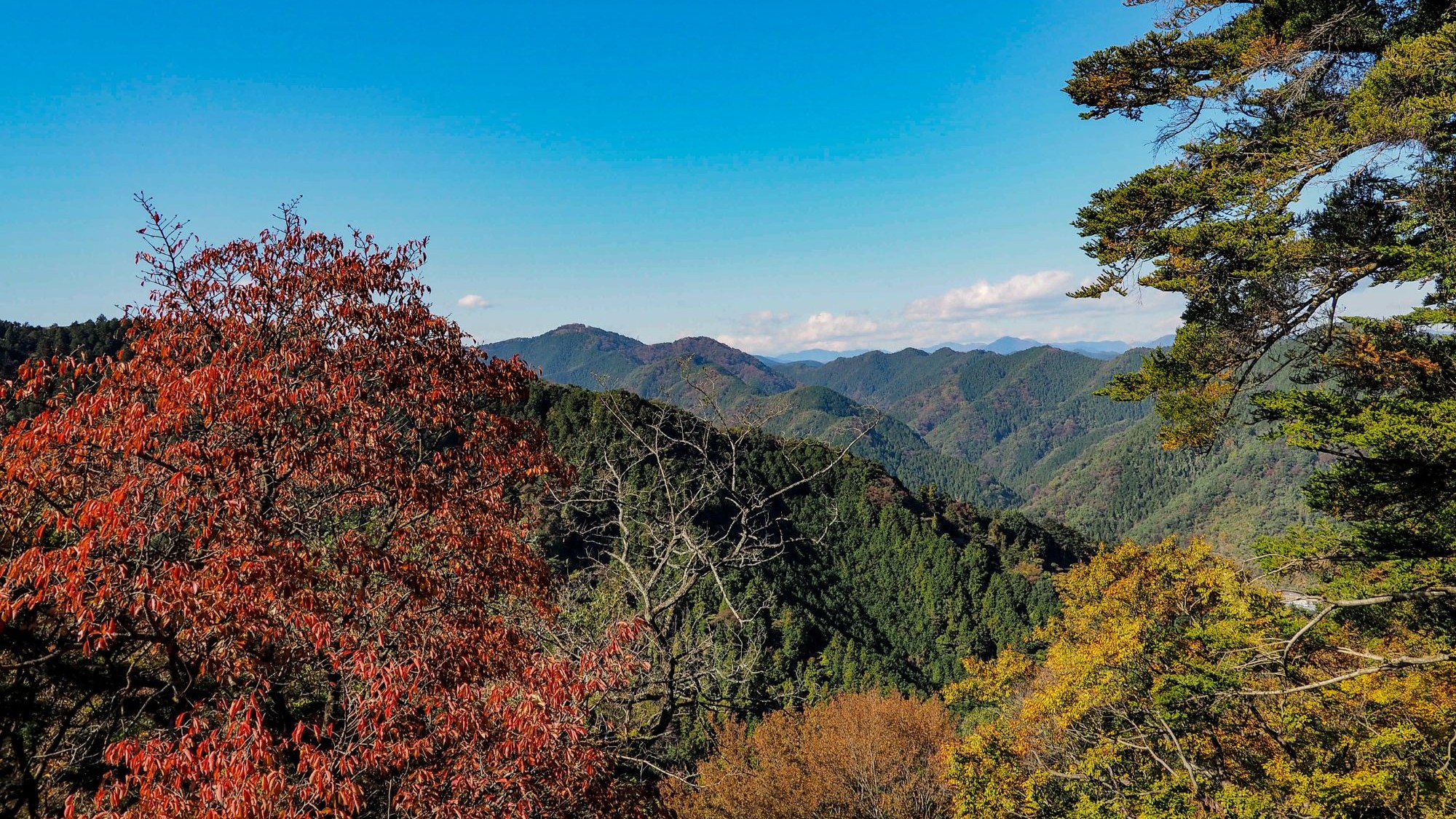 วิวภูเขาทาคาโอะ (Mount Takao) ใกล้โตเกียว ป่าเขียวขจีสลับกับใบไม้แดงและเหลืองในฤดูใบไม้ร่วงญี่ปุ่น
