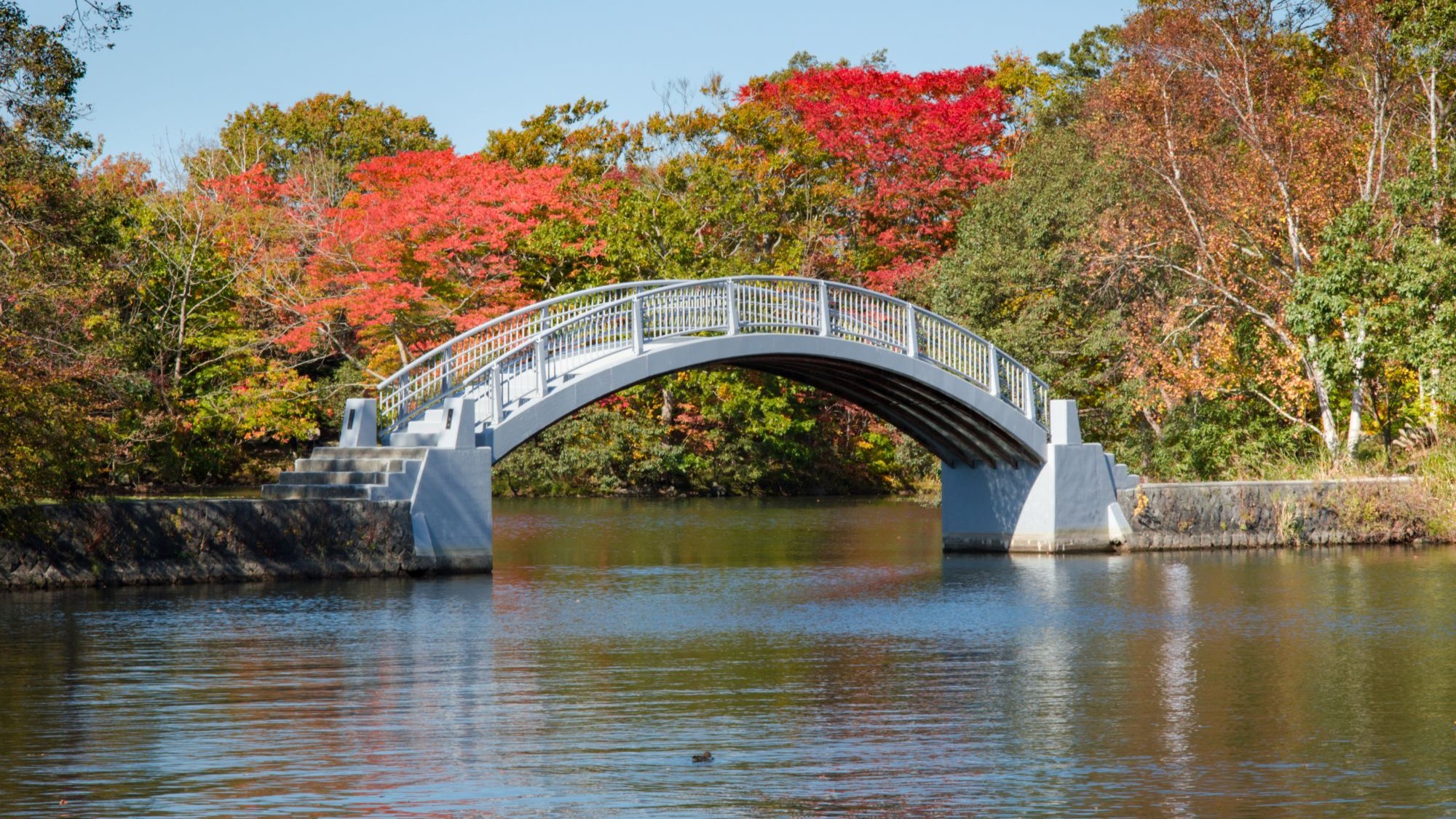 สะพานโค้งสีขาวในสวนโอนุมะ (Onuma Park) ฮอกไกโด รายล้อมด้วยต้นไม้ใบไม้เปลี่ยนสีแดงส้มในฤดูใบไม้ร่วง ญี่ปุ่น
