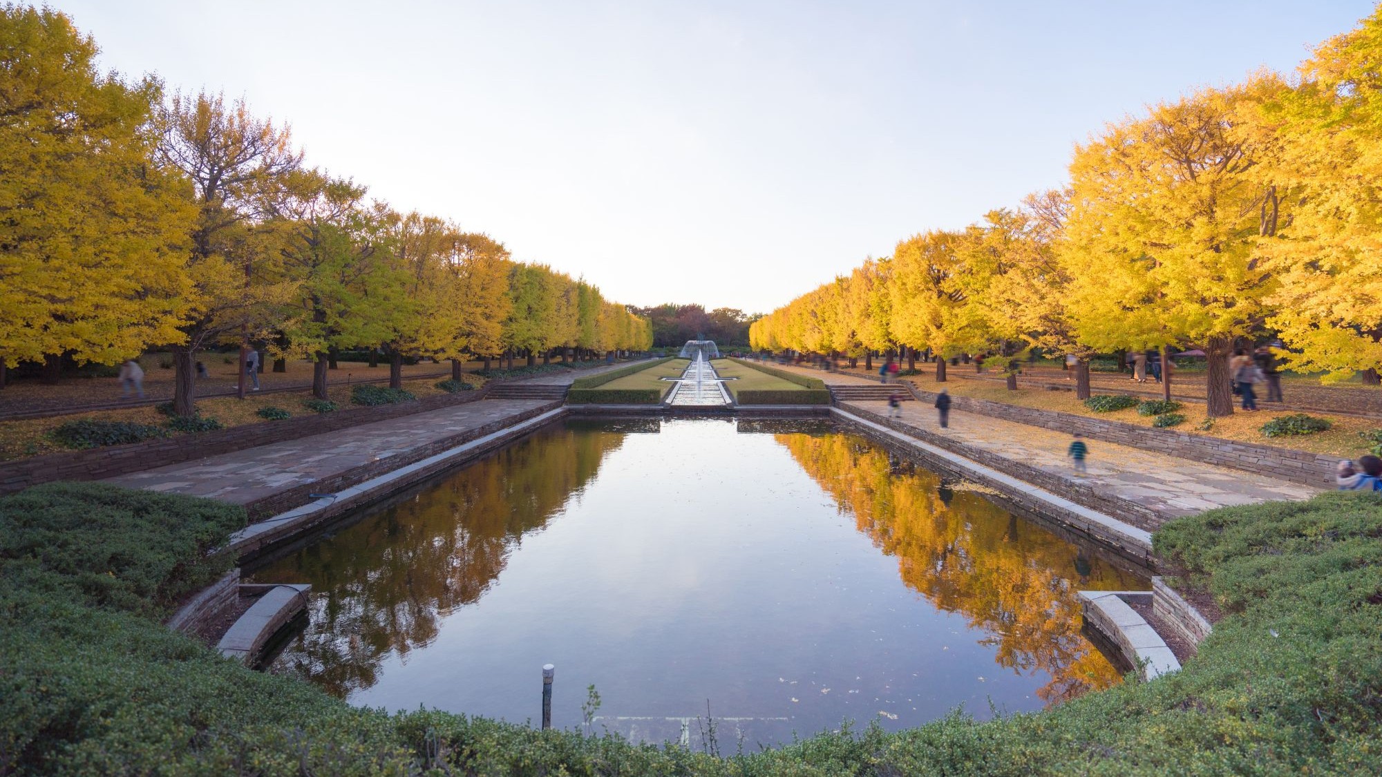 สวนโชวะคิเนน (Showa Kinen Park) โตเกียว ต้นแปะก๊วยสีเหลืองทองเรียงรายสองฝั่งสะท้อนกับสระน้ำในฤดูใบไม้ร่วงญี่ปุ่น